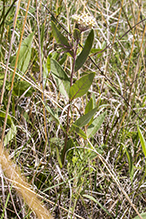 dwarf milkweed