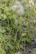 Parlin’s pussytoes (ssp. fallax)