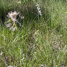 pale-spike lobelia (var. spicata)