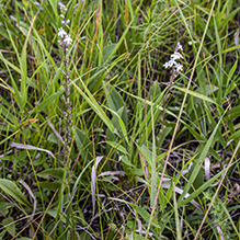 pale-spiked lobelia (var. spicata)
