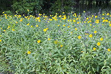 paleleaf woodland sunflower