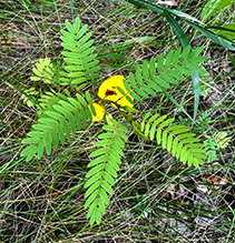 partridge pea