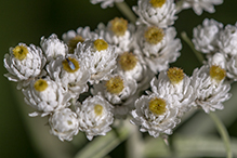 pearly everlasting