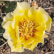 plains prickly pear