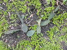 plains prickly pear