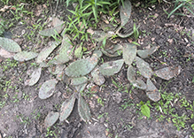 plains prickly pear