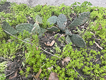 plains prickly pear
