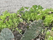 plains prickly pear