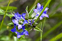 pleated gentian