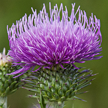 plumeless thistle