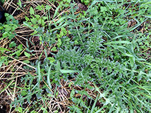 plumeless thistle