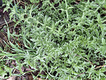 plumeless thistle