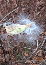 poke milkweed