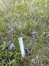 prairie blue-eyed grass