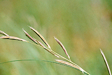 prairie cordgrass