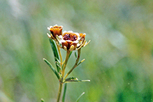 prairie coreopsis