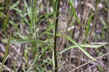 prairie fleabane (var. strigosus)