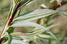 prairie ironweed