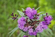prairie ironweed
