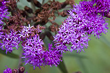 prairie ironweed
