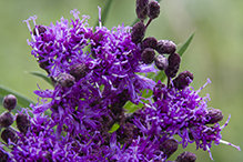 prairie ironweed