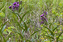 prairie ironweed