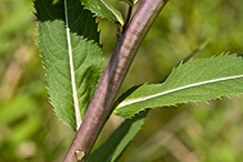 prairie ironweed