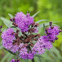 prairie ironweed