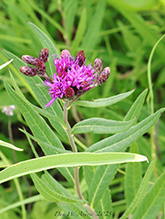 prairie ironweed