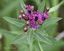 prairie ironweed