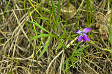 prairie violet