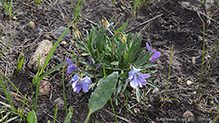 prairie violet
