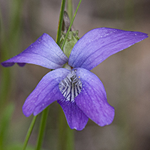 prairie violet