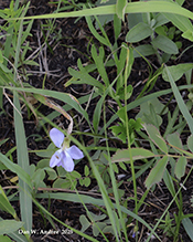prairie violet