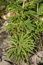 prickly tree clubmoss