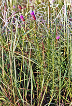 purple prairie clover