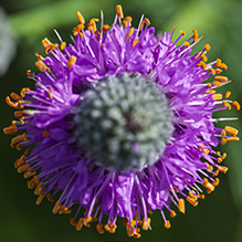 purple prairie clover