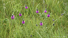 purple prairie clover