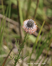 purple prairie clover