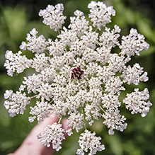 Queen Anne’s Lace