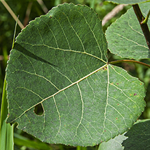 Quaking aspen - Featured photo