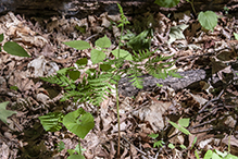 rattlesnake fern