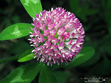 red clover