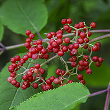 red elderberry
