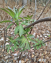 red elderberry