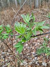 red elderberry