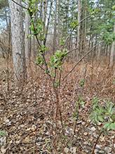 red elderberry