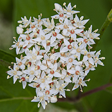 red osier dogwood