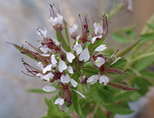 redwhisker clammyweed