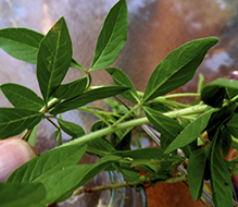 redwhisker clammyweed